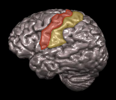 brains